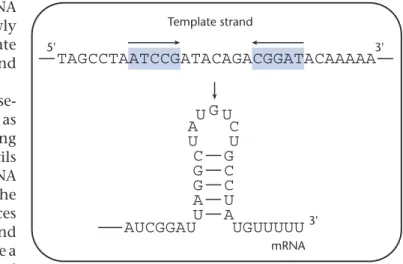 Fig. 12.6 Multiple rounds of transcription and translation take place at the same time
