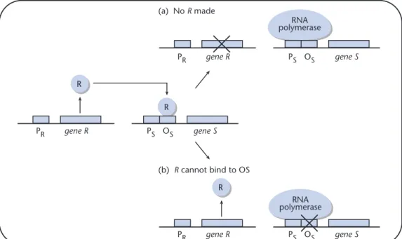 Fig. 12.7 Regulatory mechanisms are frequently studied by mutational analysis. Two classes of mutations are possible