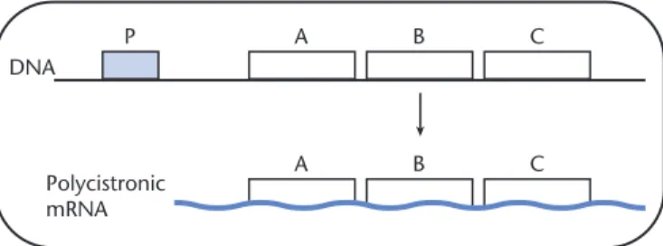 Fig. 12.9 Polycistronic mRNAs are translated into more than one protein. In this example, gene A, gene B, and gene C are encoded on one mRNA and will all be translated from this one mRNA.