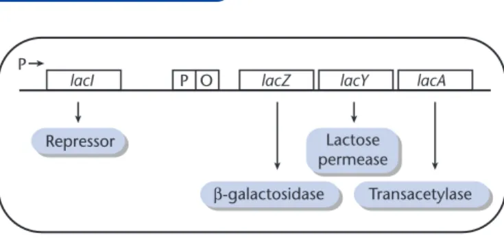 Table 12.1 Some classes of E. coli lac mutant isolated by Jacob and Monod and the effect inducer has on the relative concentrations of ß-galactosidase and transacetylase in the mutant