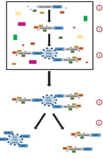 Figure 3.1 Overview of FLAG mediated affinity purification. 1) The recombinant binds to interacting proteins within the cell