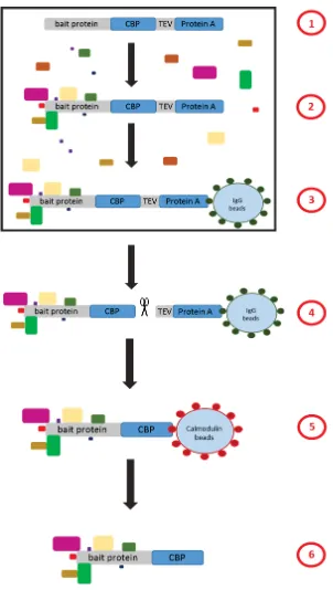 Figure 3.2 Overview of tandem affinity purification method using the TAP tag epitope.  1) The recombinant bait protein is expressed at native levels from its endogenous promotor