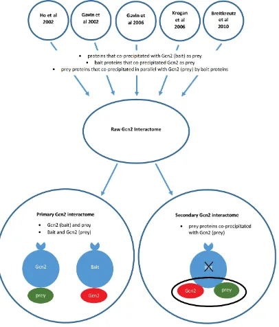 Figure 3.3 Schematic of Gcn2 interactome data analysis approach. The Gcn2 raw 