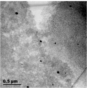 Figure 13: HAADF-STEM image of Au particles  (bright) on TiO 2 . 