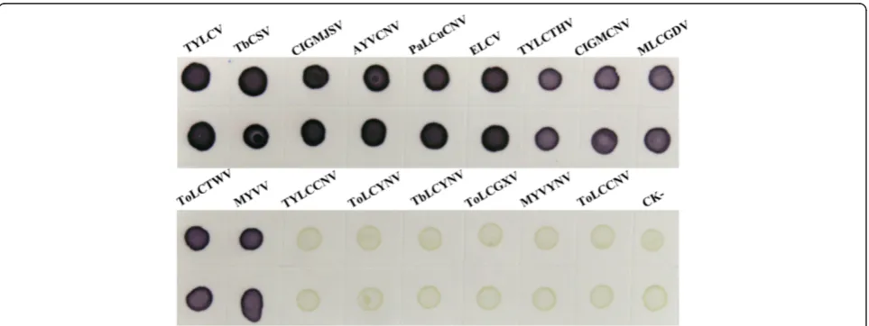 Figure 7 Broad-specificity analysis of the dot-ELISA for detecting begomoviruses. Upper and lower two dots were repeats of thesame sample.
