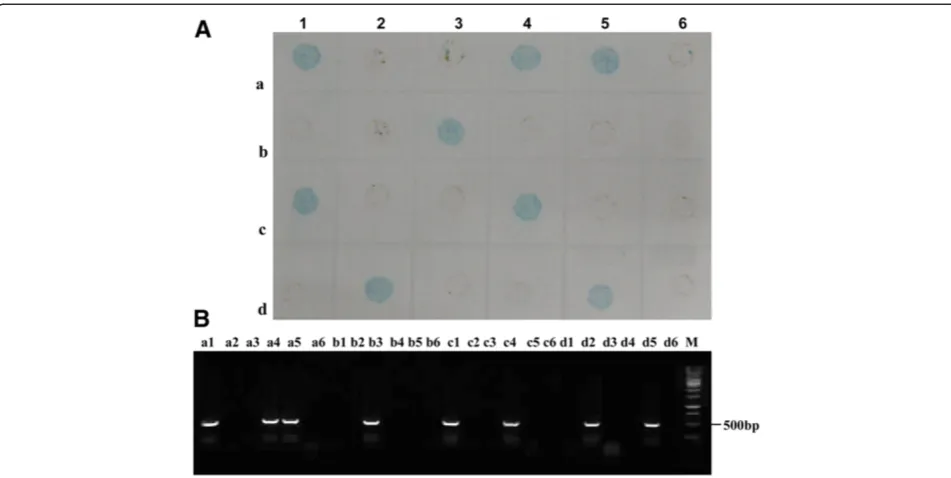 Table 2 Detection of TYLCV in field samples by dot-ELISA,DTBIA and PCR