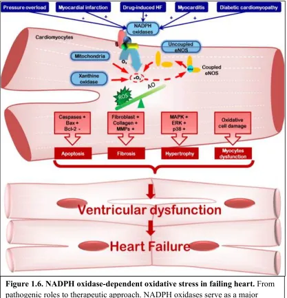 Figure 1.6. NADPH oxidase-dependent oxidative stress in failing heart. 