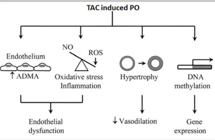 Figure 1.9. A schematic representation of ROS formation and its pathogenic  