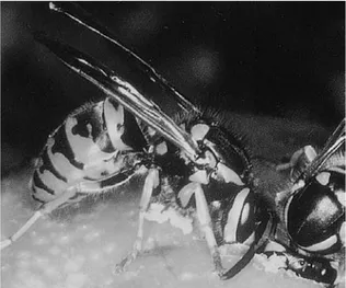 Fig 8.2 The wasp is the most common insect to cause anaphylaxis in the UK. (Reproduced from BMJ 1998;316:1365–8, with permission from the BMJ Publishing Group.)