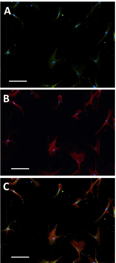 Figure 2.2: Adult stem cells are capable of differentiating to several lineages. Mesenchymal stem cells shown here are extracted from bone marrow and have a small cell body with long processes