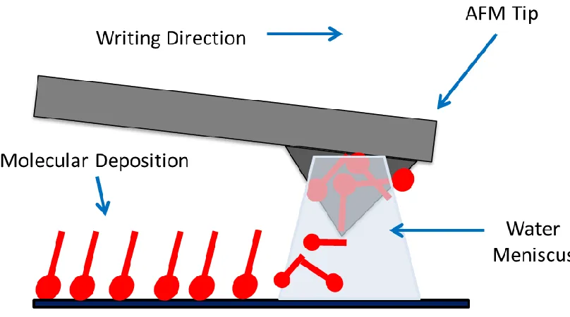 Figure 3.2: Schematic of DPN process. A single DPN tip coated with molecules deposits the “ink” via a water meniscus onto the surface in a nanopatterned array