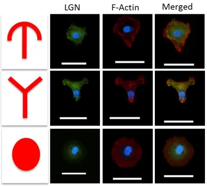 Figure 3.6: MSCs adhered to patterned fibronectin shapes through UV lithography. Shown are umbrella, Y, and circle shapes with LGN (green) and DAPI (blue), F-Actin (red) and DAPI (blue), and merged image respectively