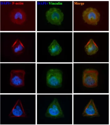 Figure 3.7: Embryonic stem cells are able to be patterned into distinct shapes through UV lithography