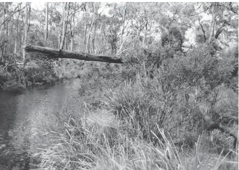 Fig. 2f. Community 6 microcarpaEucalyptus woodland over Hakea – Poa labillardierei – Lomandra longifolia grassy–sedgey scrub.