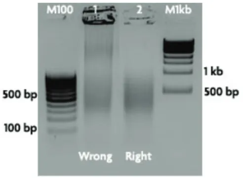 Figure 3:  Validation of chromatin shearing efficiency following reversal of cross-links at 80°C for 2 hours.