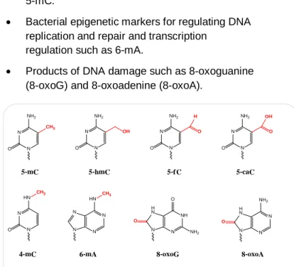 Figure 1. Molecular structures of base modifications including   5-mC, 5-hmC, 5-fC, 5-caC, 4-mC, 6-mA, 8-oxoG, and 8-oxoA