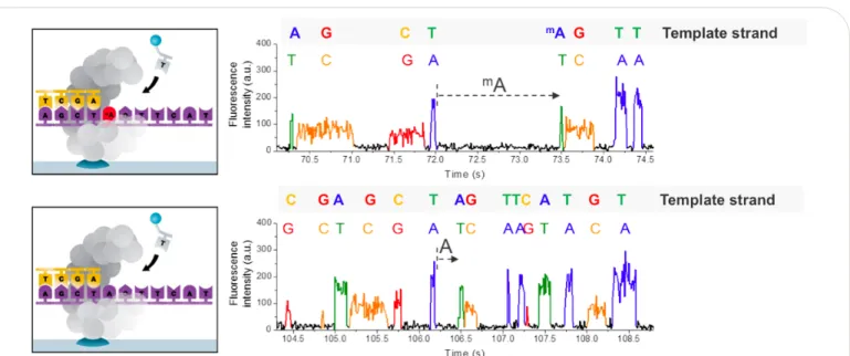 Figure 2. Principle of detecting modified DNA bases during SMRT sequencing. The presence of the modified base in the DNA  template (top), shown here for 6-mA, results in a delayed incorporation of the corresponding T nucleotide, i.e