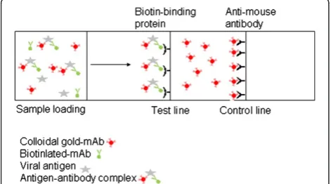 Table 1 Characterization of capture mAbs against FMDV serotype O, A, and Asia 1