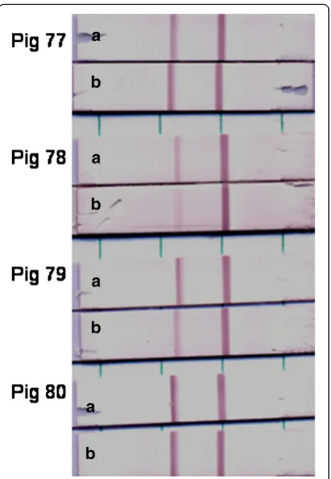 Figure 4 Comparison of LFI test for tissue suspensions andlesion swabs. Tissue suspensions and flocked swabs over lesionscollected from 4 experimentally inoculated pigs with A22 Iraq.Samples (a