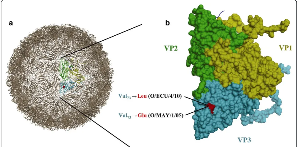 Figure 5 Localization of a unique amino acid change at same site shared by FMD O/ECU/4/10 and O/MAY/1/05 in capsid protein.(a) Low-resolution overview of the reduced serotype O capsid structure (prepared with Chimera)