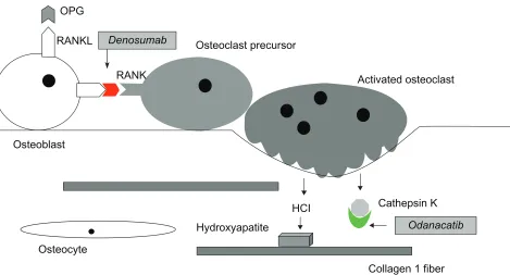 Figure 2 New drug targets in RANK/RANKL/Osteoprotegerin signaling system. Odanacatib is an inhibitor of cathepsin K that prevents the osteoclast-secreted enzyme from breaking down collagen and other components of the bone matrix