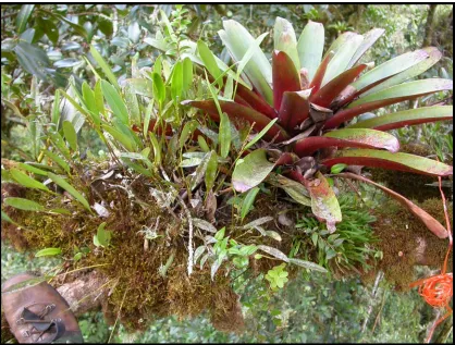 Figure 1: A large epiphyte clump containing 13 vascular species on a branch (12 cm diameter) 24 m above the forest floor in a Peruvian montane cloud forest