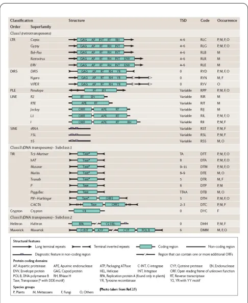 Fig. 1: Hierarchical identification of transposable element (Photo taken from [21]). 