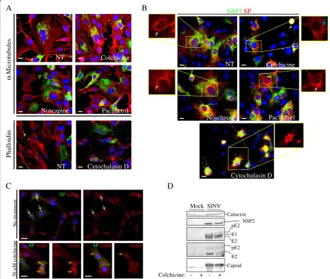 Figure 2 Analysis of SINV replication during cytoskeletal drug treatment. A and B. BHK cells infected at an MOI = 1 for 1 hour with SINVexpressing an nsP3-GFP fusion protein (green), called SINV/NSP3-GFP, before treating the infected cells with the appropr