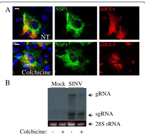 Figure 3 RNA synthesis in SINV-infected cells after colchicinetreatment. A. Localization of dsRNA complexes after colchicinetreatment