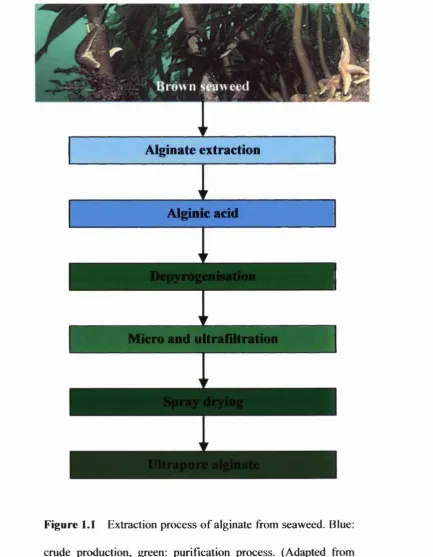 Figure 1.1 Extraction process of alginate from seaweed. Blue: 