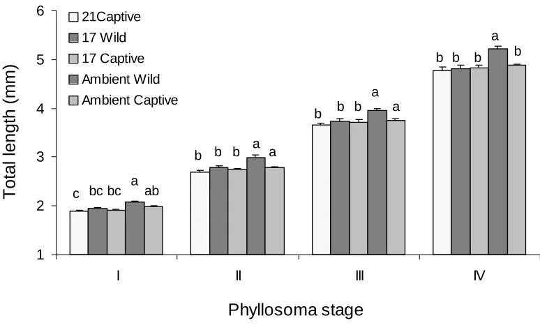 Fig. 2.1  The total length at Stages I to IV of  phyllosoma from different broodstock °C, 17presented as mean ± sem
