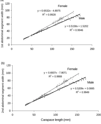 Fig. 3.5  The relationship between carapace length (m ) of m 116) andn = 122)  J. edwardsiithe bdo inal smale (n = (mm)