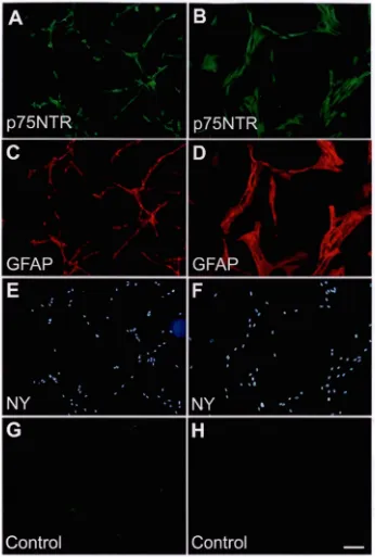 FIG URE 2.1. lmmunofluorescence of p75 TR in olfactory ensheathing cells (OECs). 