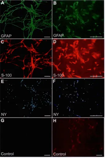 FIGURE 2.2. Immunofluorescence for GFAP in astrocytes (ASTs). 