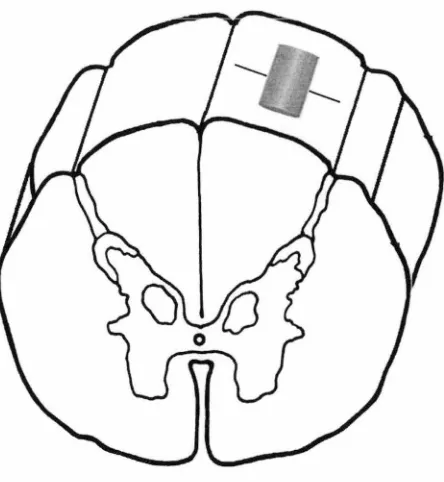 FIGURE 3.1. Schematic representation of capsule placement in the lesioned rat spinal cord