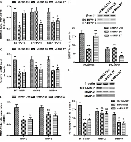 Figure 2. HPV16E6/E7 knockdown by shRNAs reduced MT1-MMP, MMP-2 and MMP-9 in cervical cancer cells