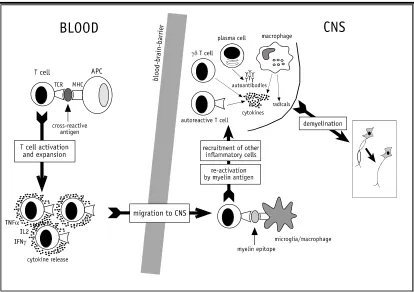 Figure 1. Current concepts of the multiple sclerosis pathogenesis.TCR: T cell receptor; APC: antigen presenting cell; MHC: Major histocompatibility complex; CNS: centralnervous system; TNF: Tumor necrosis factor; IL: Interleukin; IFN: Interferon.(Figure re