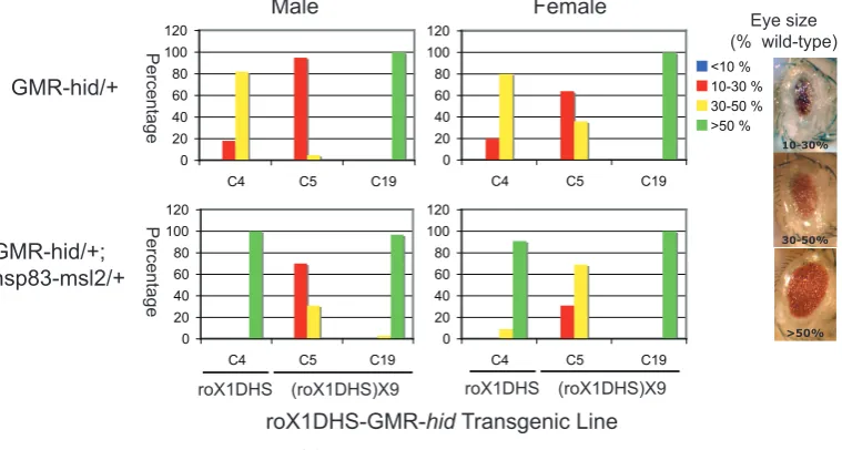 Figure 4.3: Increased eye size of roX1DHS-GMR-hid with over-expression of mslgenes. Crosses were performed to create ﬂies carrying one copy of the reporter con-struct from each of several lines (e.g