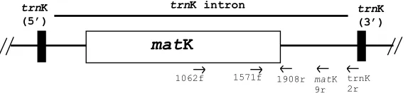 Fig. 1. Location of matpart of theK gene within the trnK cistron. Solid boxes represent the 50 and 30 trnK exons; the matK gene, represented by the open box, is trnK intron