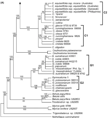 Fig. 2. Bayesian consensus of 8701 trees, and strict consensus cladogram of 93137 most parsimonious trees (length excluding autapomorphies ¼Group 1,11) that have identical sequences.A