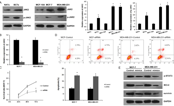 Figure 4. miR-204 regulates apoptosis by targeting JAK2 in breast cancer cells. A. JAK2 and p-JAK2 expression levels in human breast cancer tissues and cell lines