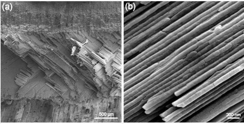 Figure 1.2. Crossed-lamellar structure of conch shell. (a) Overview of fracture surface