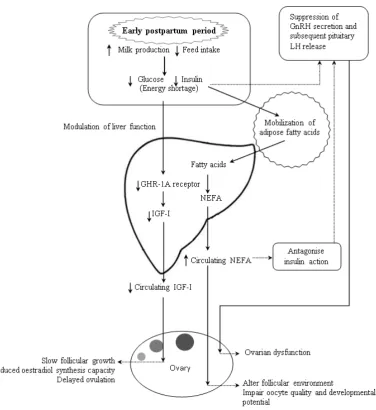 Figure 3.2 Effect of negative energy balance and concentrations of insulin-like growth factor-I 