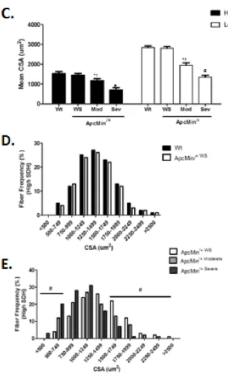 Figure 3.2 Frequency and size of high and low SDH activity myofibers in the TA of wild-type and ApcMin/+ mice 