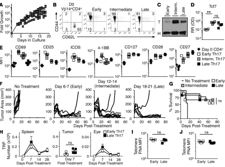 Figure 3. Th17 cells expanded for 3 weeks enter quiescence but retain antitumor potency and ability to engraft