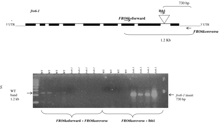 Figure 2.1: Genotyping of fro6-1 mutants A. Schematic of FRO6 gene and T-DNA insertion (triangle) as well as the locations of gene specific primers 