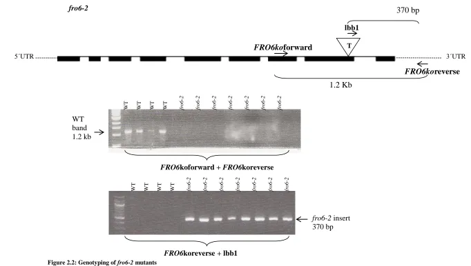 Figure 2.2: Genotyping of fro6-2 mutants A. Schematic of  FRO6 gene and T-DNA insertion (triangle) as well as the locations of gene specific primers  FRO6KOforward and FRO6KOreverse, and T-DNA specific primer lbb1 (adapted from Arabidopsis.org) (black boxe