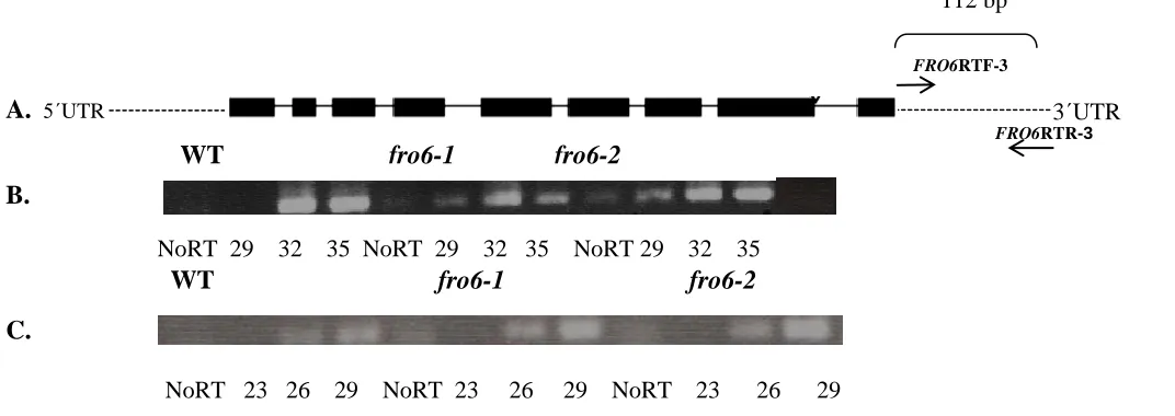 Figure 2.3: Transcript Analysis A