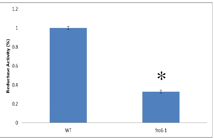 Figure 2.5: Leaf Disks Ferric Reductase Activity of fro6-1. Plants were grown on B5 medium for 2 weeks