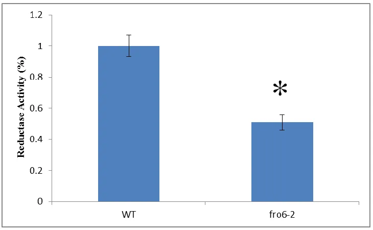 Figure 2.6: Leaf Disks Ferric Reductase Activity of fro6-2. Plants were grown on B5 medium for 2 weeks and then transferred to soil for 2 weeks